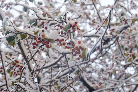 the first snow on the autumn trees branches and leaves of the streets of the city