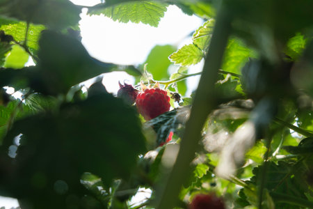 a translucent raspberry berry among the leaves in the sunlight