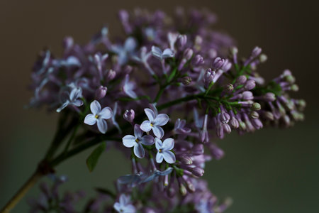 a still life, close-up, blooming lilac flowers, contrasting picture of blooming lilac, spring...