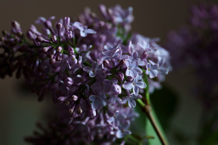 a still life, close-up, blooming lilac flowers, contrasting picture of blooming lilac, spring...
