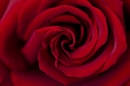 a Close-up of a beautiful red rose, petals and flower surface, symbol of love and relationships, high resolutionの写真素材