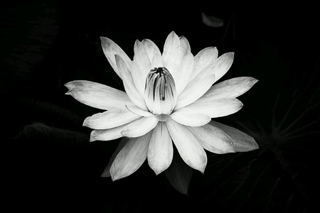 Fresh lotus bloomの素材