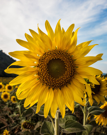 Sunflower in framの写真素材