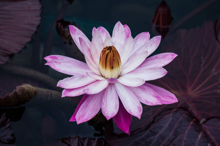 Pink Lotus bloomの写真素材