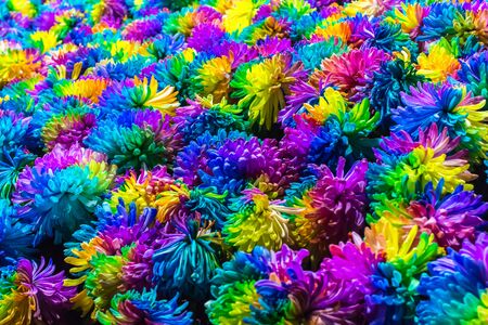Chrysanthemum Rainbow Flowerの写真素材