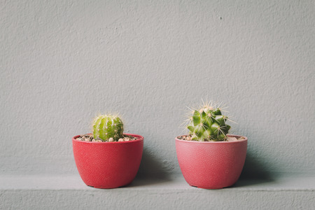 Cactus in plastic pot over cement wallの写真素材