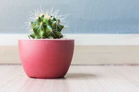 Cactus in plastic pot on wood floorの写真素材