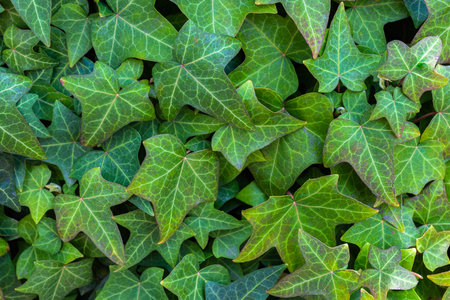 Lush Green Ivy Leaves Forming Dense Natural Wall Backgroundの写真素材