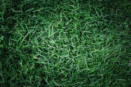 Vibrant Green Lawn Texture Background for Natural Landscaping Designの写真素材