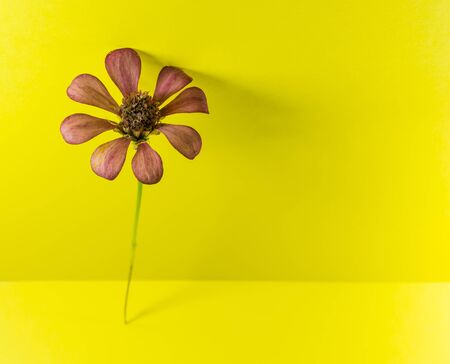 isolate picture of Compositas family flower on yellow screenの写真素材