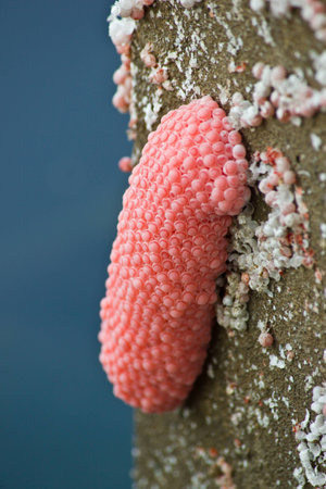 Shellfish cherry egg hang on the pillar in general swamp at countryside of Thailandの写真素材