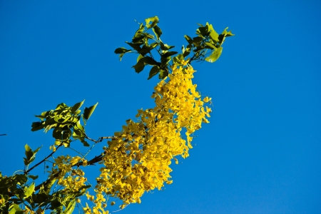 THAILAND APRIL 30: Yellow flower is Golden shower science name Cassia fistula at Ayutthaya province on April 30,2013 in  Thailandの写真素材
