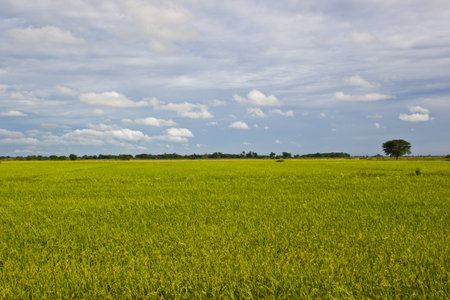  Pretty sky with wide field is the beauty in the nature  at countryside の写真素材