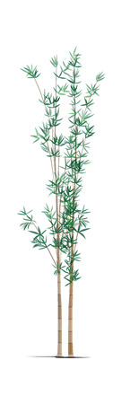 Bamboo treeのイラスト素材