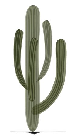 Cactusのイラスト素材