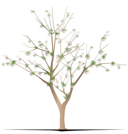 cotton treeのイラスト素材