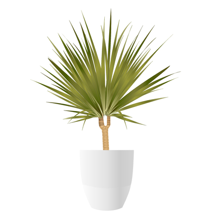 Dracaena Palm tree with pot on white background, vector illustration.のイラスト素材