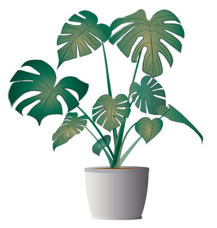 Monstera deliciosa with potのイラスト素材