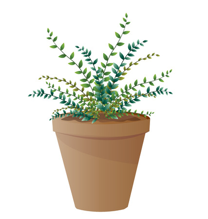 Spider plant with potのイラスト素材