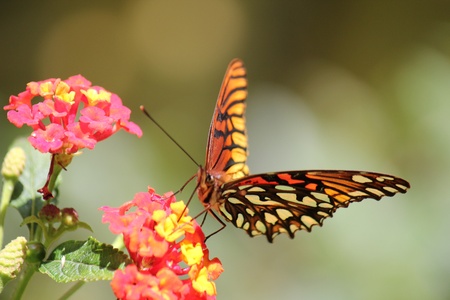 Close up of butterfly and red flowersの素材