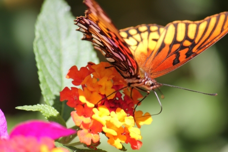 Close up of butterfly standing on a flowerの素材