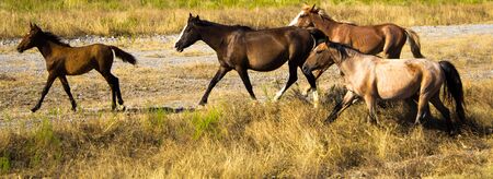 horse crossing the roadの写真素材