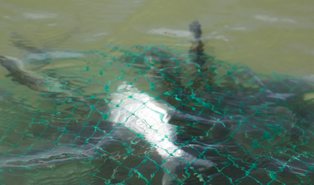 Fresh uncooked fish in net unsorted, many different kindsの写真素材