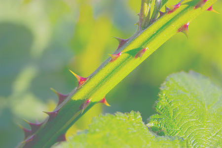 Spines from the roseの写真素材