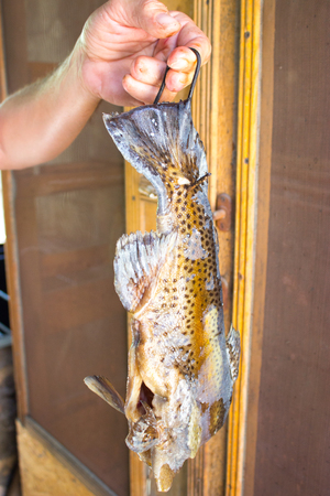 fresh fish in hand