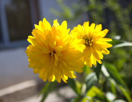 yellow flowers in natureの写真素材