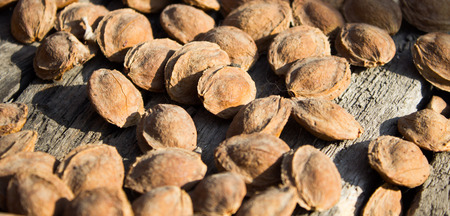 Bones from apricot on the dryer