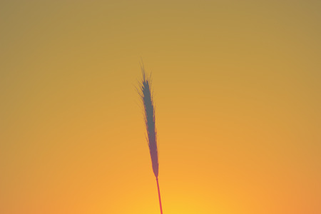 Wheat at sunsetの写真素材
