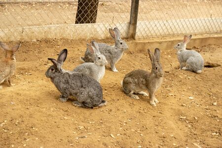 cute wild rabbits in Kazakhstanの写真素材