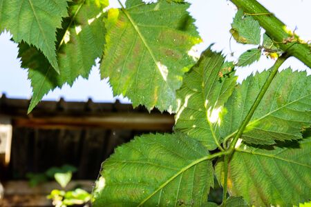 hole in a leaf from a tree in spring eaten by bugsの写真素材