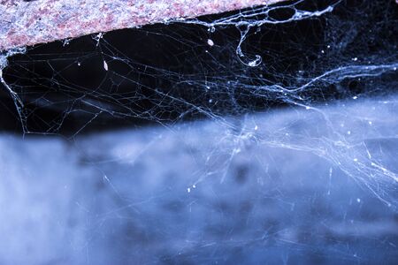 The web is closing. Web in the ceiling lightの写真素材
