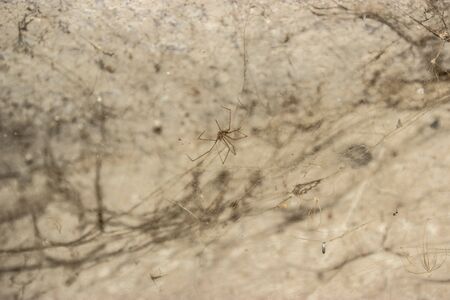 The web is closing. Web in the ceiling light