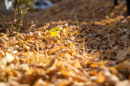 dry foliage lies on the floor in autumn orangeの写真素材
