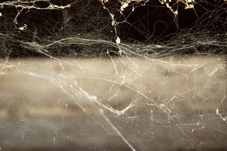 The web is closing. Web in the ceiling light