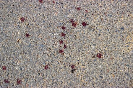 red blood on asphaltの写真素材