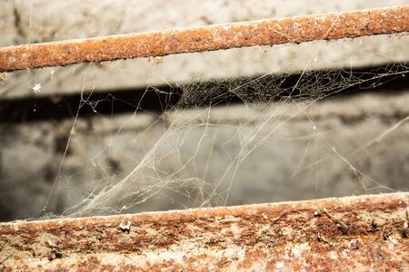 The web is closing. Web in the ceiling lightの写真素材