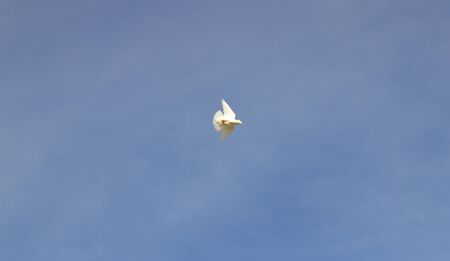 white dove in the sky