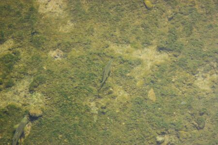 dirty river with fish