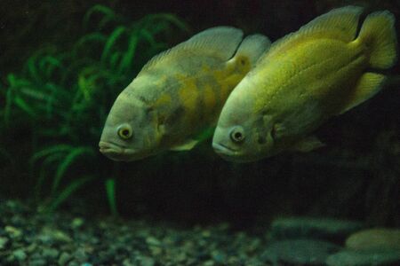 aquarium fish in a dark room