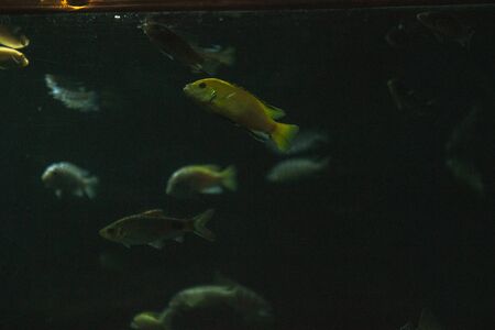 aquarium fish in a dark room