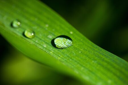 drops on a green petalの写真素材