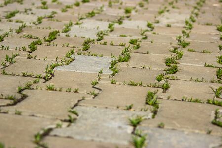paving slabs overgrown with grassの写真素材