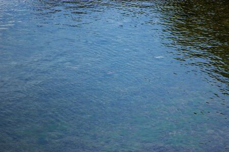 dirty river with fish