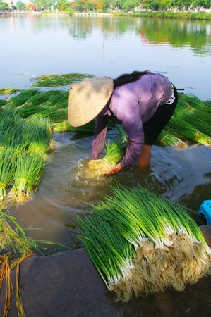 Peasant woman washing vegetables Peasant woman washing vegetables