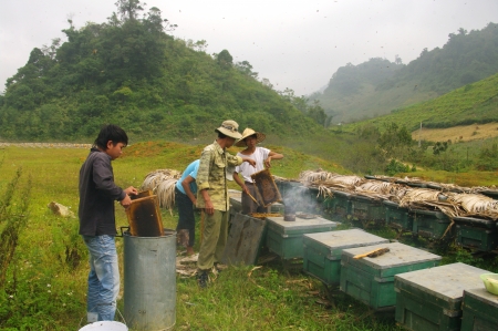 The beekeeper out the honeycombs, the other takes care to remove the wax plug in the alveoli, and another operates the centrifuge to collect honey  These Vietnamese beekeepers work without protection  It removes the hurdles to collect honey bees and pusheのeditorial素材