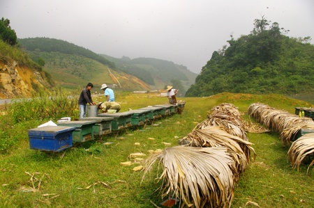 Beekeeper Vietnameseのeditorial素材